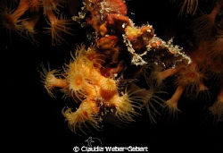 yellow anemones I by Claudia Weber-Gebert 